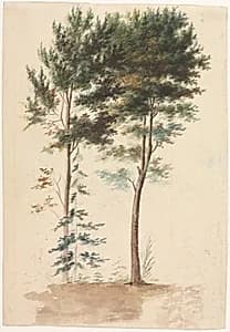 Trees by Jean Baptiste Pillement (French, 1728–1808)