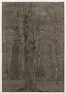 Trees by Leopold Bode (German, 1831–1906)