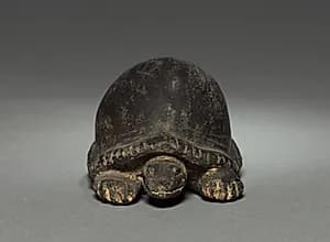 Turtle by Unknown Artist