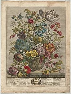 Twelve Months of Flowers:  May by Henry Fletcher (British, active 1715–38)