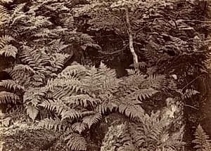 Untitled (Fern Study) by Frank Meadow Sutcliffe (British, 1853–1941)