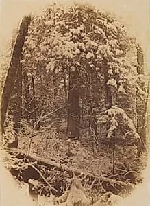 Untitled (Woods in Snow) by William James Stillman (American, 1828–1901)