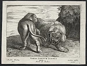 Various Lions by Abraham Blooteling (Dutch, 1640–1690)