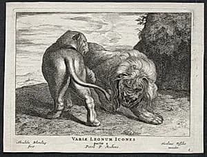 Various Lions by Abraham Blooteling (Dutch, 1640–1690)