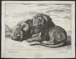 Various Lions by Abraham Blooteling (Dutch, 1640–1690)