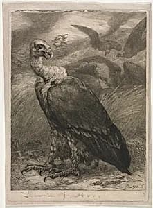 Vulture by Félix Bracquemond (French, 1833–1914)