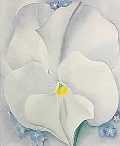 White Pansy by Georgia O'Keeffe (American, 1887–1986)