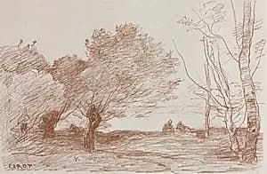 Willows and Poplars