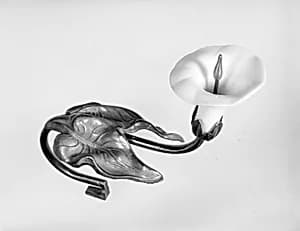 Curtain Tieback by Unknown Artist