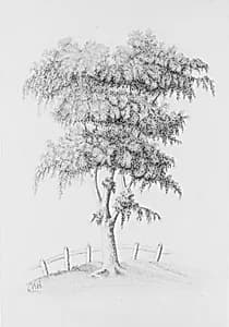 Portrait of E. B. B.