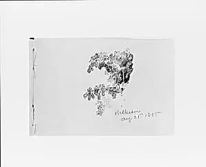Wilkeson Aug 21st 1885: Nature Study (from Sketchbook X) by William Trost Richards