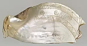 Shell by Unknown Artist