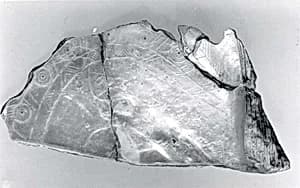 Shell by Unknown Artist