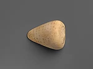 Shell by Unknown Artist