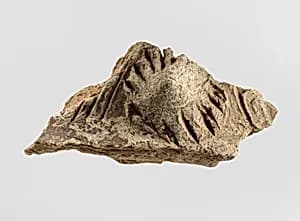 Sherd by Unknown Artist