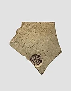 Sherds by Unknown Artist