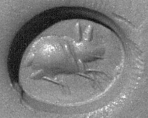Stamp seal by Unknown Artist