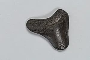 Oracle bone by Unknown Artist