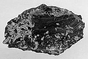 Fragment by Unknown Artist