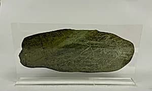 Fragment by Unknown Artist
