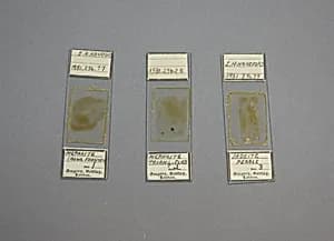 Section of Nephrite Mounted in a Microscope Slide by Unknown Artist