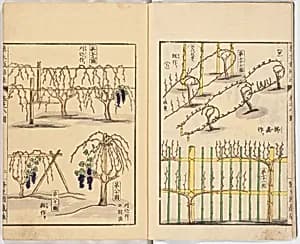 Illustrated book by Unknown Artist
