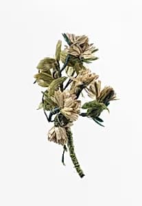 Boutonnière by Unknown Artist