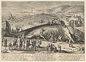 Beached Whale