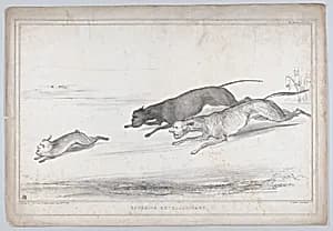 Coursing Extraordinary by Alfred Ducôte|Henry Peter, 1st Baron Brougham and Vaux|William Lamb, 2nd Viscount Melbourne|Arthur Wellesley, 1st Duke of Wellington|Thomas McLean|Sir Robert Peel|John Singleton Copley, Lord Lyndhurst|John Doyle