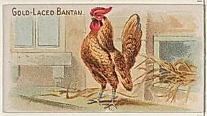 Gold-Laced Bantam, from the Prize and Game Chickens series (N20) for Allen & Ginter Cigarettes by Allen & Ginter|The Gast Lithograph & Engraving Company