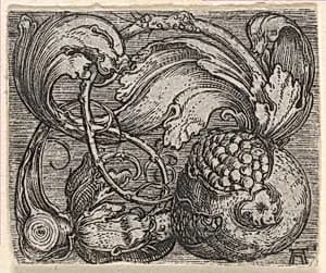Pomegranate with Tendril by Albrecht Altdorfer