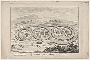The American Rattle Snake