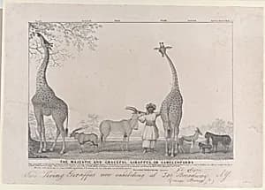 The Majestic and Graceful Giraffes, or Cameleopards, with some Rare Animals of the Gazelle Species by Edward Williams Clay|Henry R. Robinson