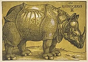 The Rhinoceros