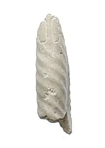Arm, empty cartouches by Unknown Artist