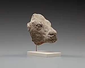 Calf's head by Unknown Artist