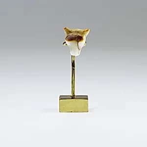Calf's Head Amulet by Unknown Artist