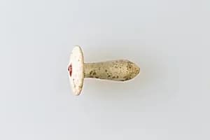 Ear Stud by Unknown Artist