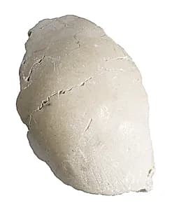 Elbow or shoulder by Unknown Artist