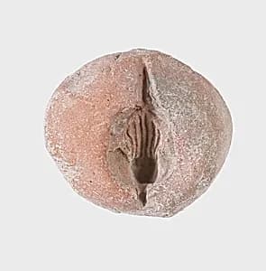 Frog Mold by Unknown Artist