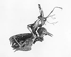 Pigeon Bones by Unknown Artist