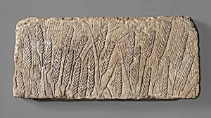 Ripe barley by Unknown Artist