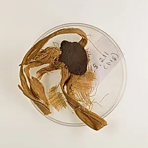 Sealing from vase 30.8.211a by Unknown Artist