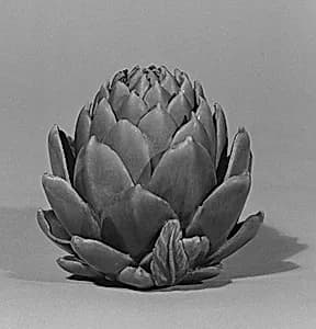 Artichoke forming a box by Unknown Artist