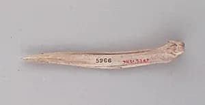 Awl by Unknown Artist