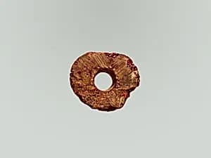 Fibula, fragment by Unknown Artist