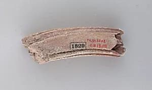 Tooth of an ox by Unknown Artist