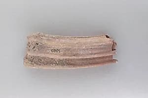 Tooth of an ox by Unknown Artist