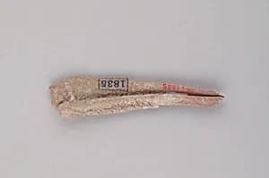 Tooth of an Ox by Unknown Artist