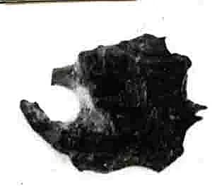 Coin by Unknown Artist